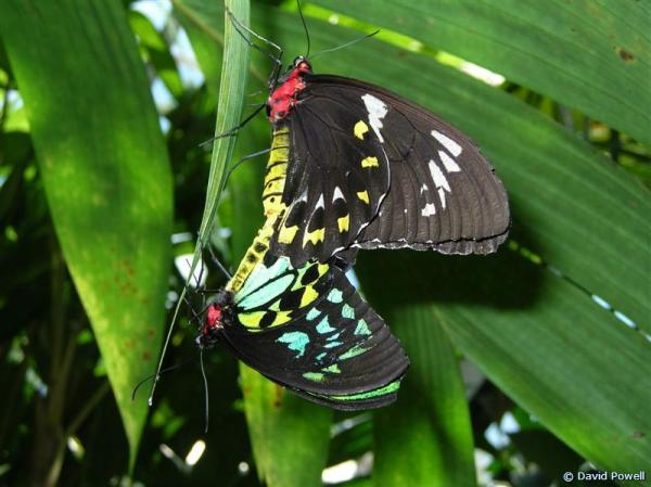 Australia-Butterfly-Sactuary.jpg